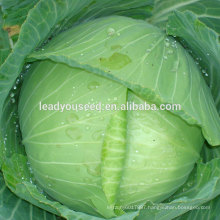 MC06 Youli early maturity hardness fruit hybrid cabbage seeds f1